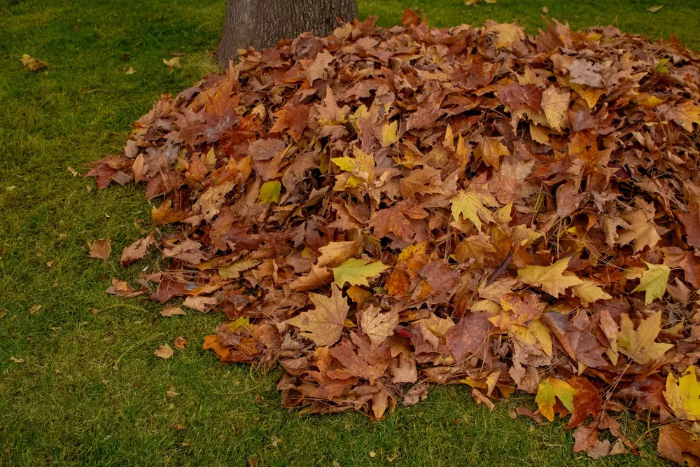Autumn leaves being cleared from a lawn