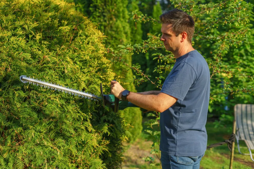Neatly trimmed hedges along a walkway