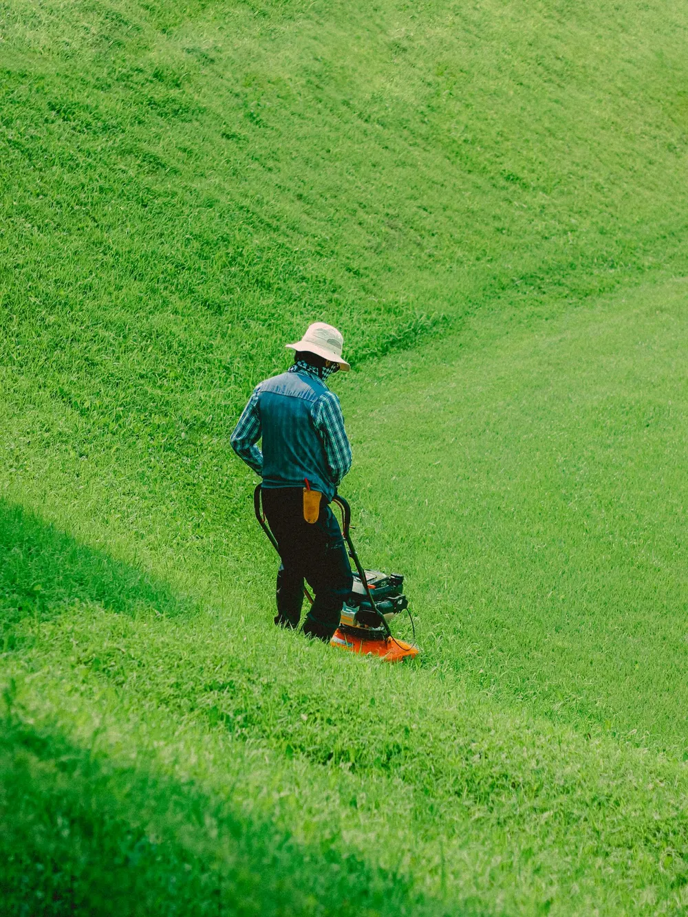 Striped, freshly mowed lawn